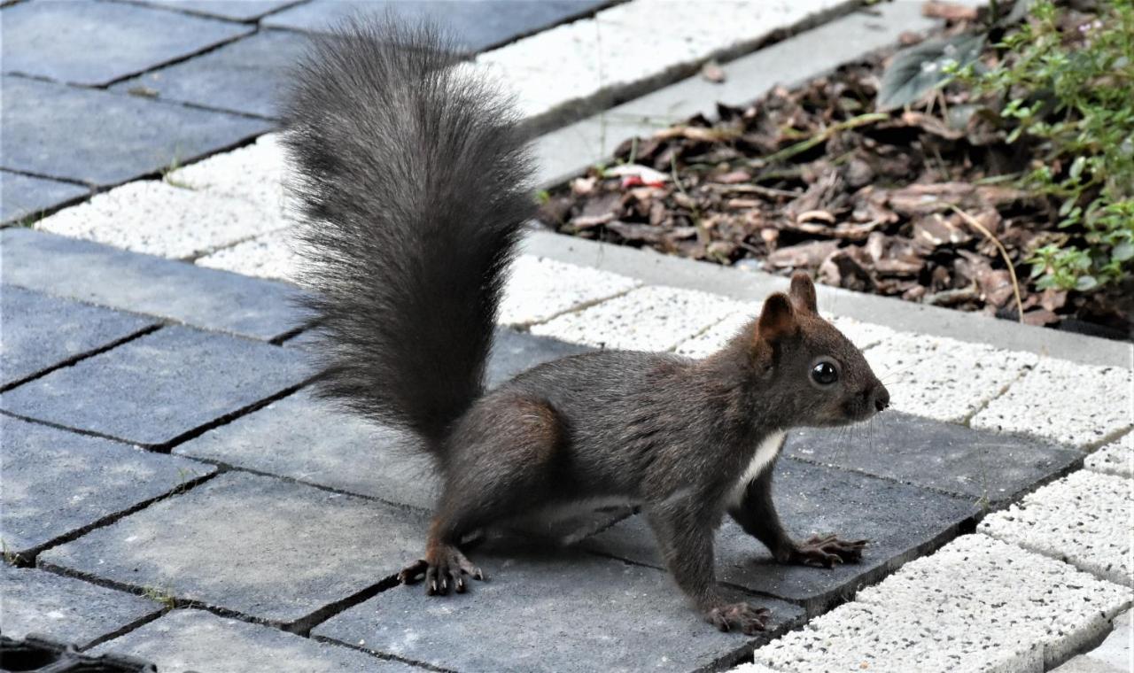 Magiczne Korale - Kameralne Miejsce Na Odpoczynek Dla Doroslych - Adult Only Kościelisko Exteriör bild